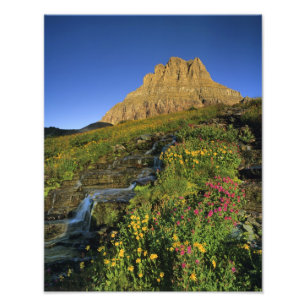 Foto Flores silvestres alpinas y Mt Clements en Logan P
