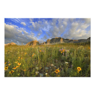 Foto Flores silvestres de la pradera en Windy Creek en