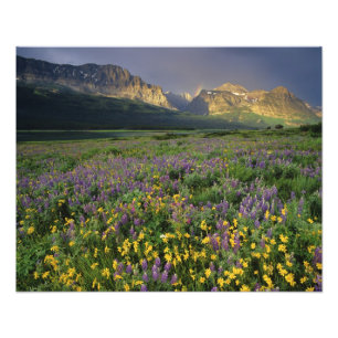 Foto Flores silvestres de la pradera llenan la pradera