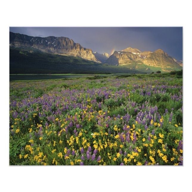 Foto Flores silvestres de la pradera llenan la pradera  (Frente)