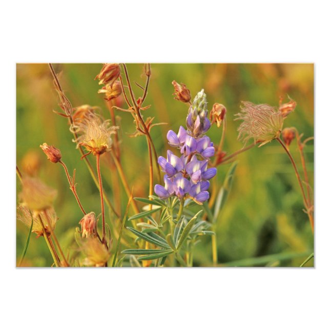 Foto Flores silvestres de prairie y de Lupine en Montan (Frente)