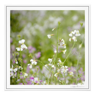 Foto Flores silvestres delicadas, blancas y rosadas. po