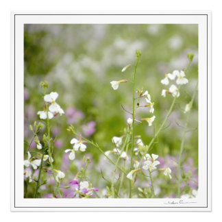 Foto Flores silvestres delicadas, blancas y rosadas. po