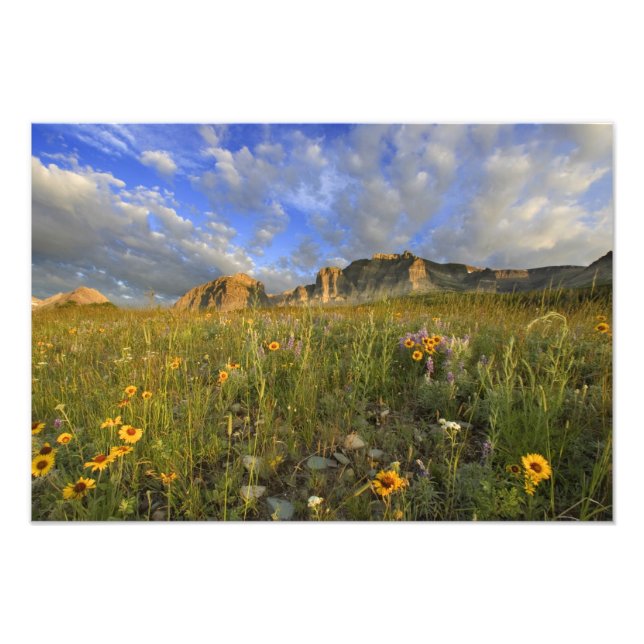 Foto Flores silvestres en Windy Creek en los muchos (Frente)
