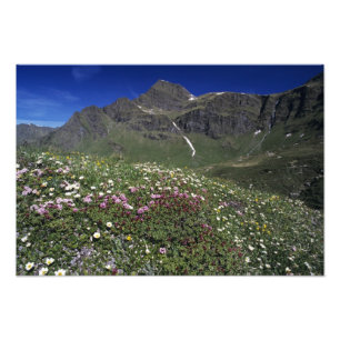 Foto Flores silvestres, floreciendo, Alpes, Suiza