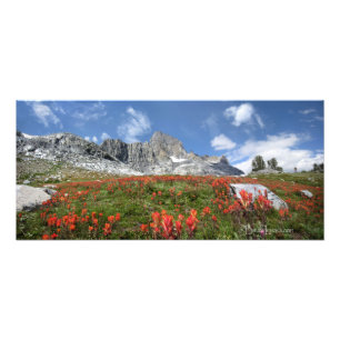 Foto Flores silvestres pico de banner - Wilderness de A