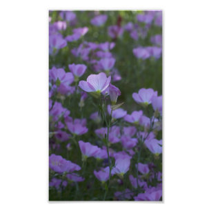 Foto flores silvestres púrpuras por todas partes