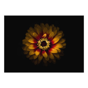 Foto Flores traseras n° 69, versión en color