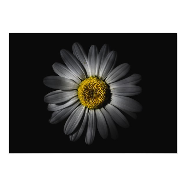 Foto Flores traseras Versión de color 52 (Frente)