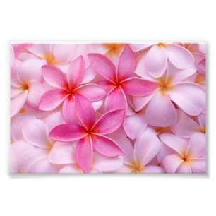 Foto Flores Tropicales de Plumeria Impresión Fotográfic