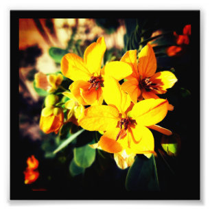 Foto Flores vibrantes