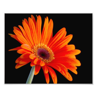 Foto Flower Close Photo