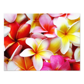 Foto Flower Hawaii Personalizada Plumeria Frangipani