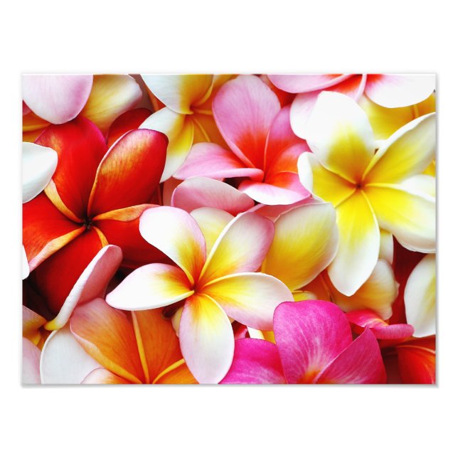 Foto Flower Hawaii Personalizada Plumeria Frangipani (Frente)