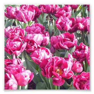 Foto Flower Power - Blumenpracht (Artikel 1717)