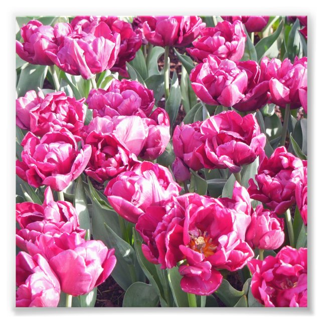 Foto Flower Power - Blumenpracht (Artikel 1717) (Frente)