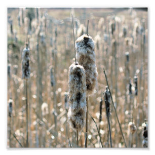 Foto Fluffy Cattails In Spring Nature 8x8