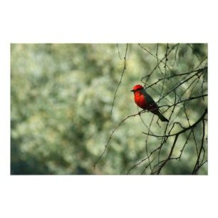 Foto Flycatcher bermellón