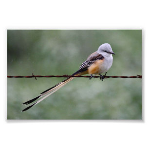 Foto Flycatcher de cola cisora encaramado en alambre de
