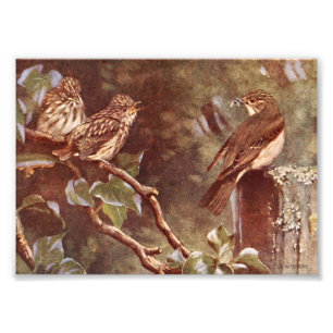 Foto Flycatcher y Young