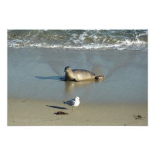 Foto Foca común en La Jolla California