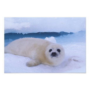 Foto Foca de Groenlandia Norteamérica, Canadá, Quebec