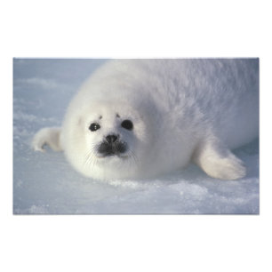 Foto Foca de Groenlandia (Phoca groenlandica) Una cría 