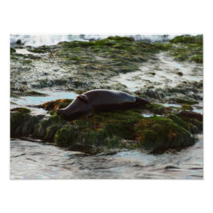 Foto Foca de puerto iluminada por la puesta del sol II 