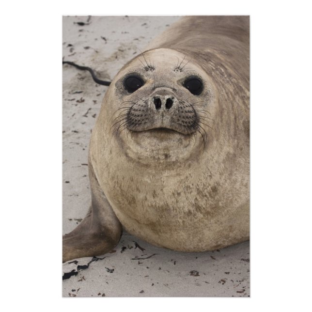 Foto Foca elefante del sur (Mirounga leonina) (Frente)