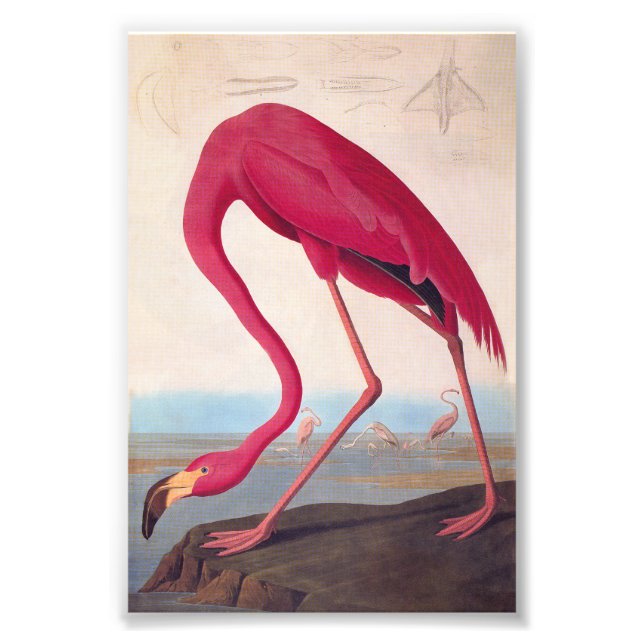 Foto Folleto de color rosa americano Flamingo Audubon (Frente)