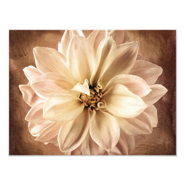 Foto Fondo blanco, crema, dahlia marrón personalizado (Frente)