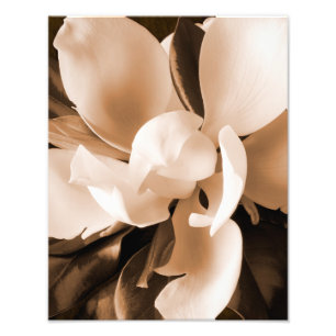 Foto Fondo blanco del negro de la flor de la magnolia