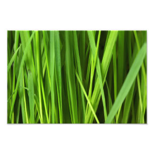 Foto Fondo de hierba verde