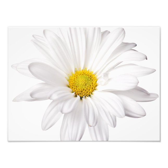 Foto Fondo de la flor de margarita blanca Daisies perso (Frente)