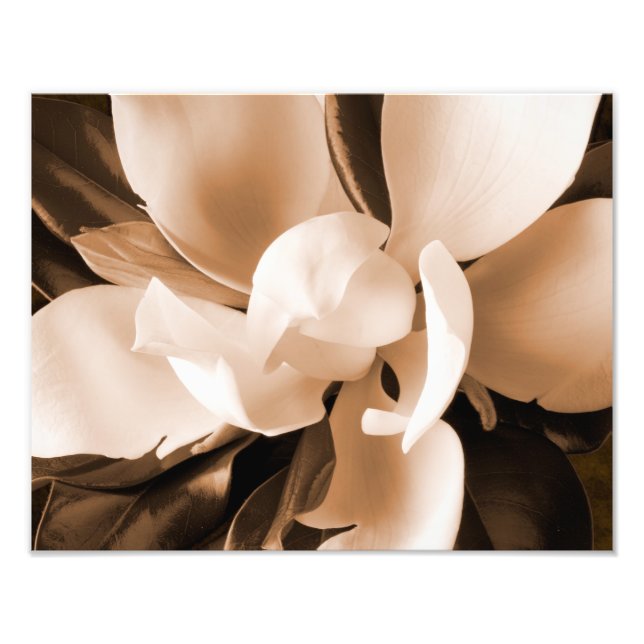 Foto Fondo negro de la flor magnolia blanca (Frente)
