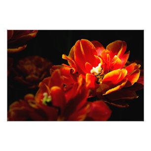 Foto Fondo oscuro de tulipanes rojos