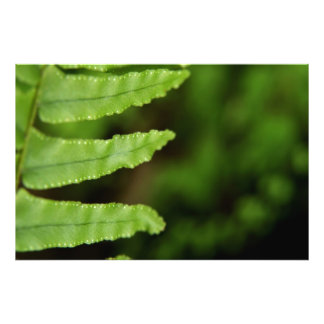 Foto Forest Fern