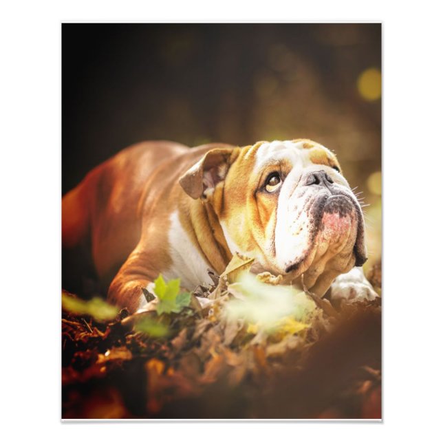 Foto forestal del Bulldog inglés (Frente)