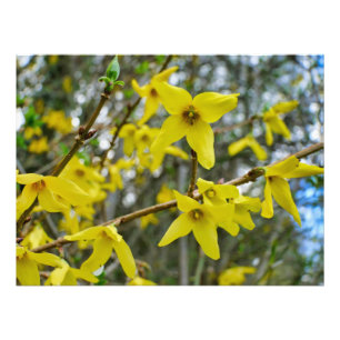 Foto Forsythia en primavera