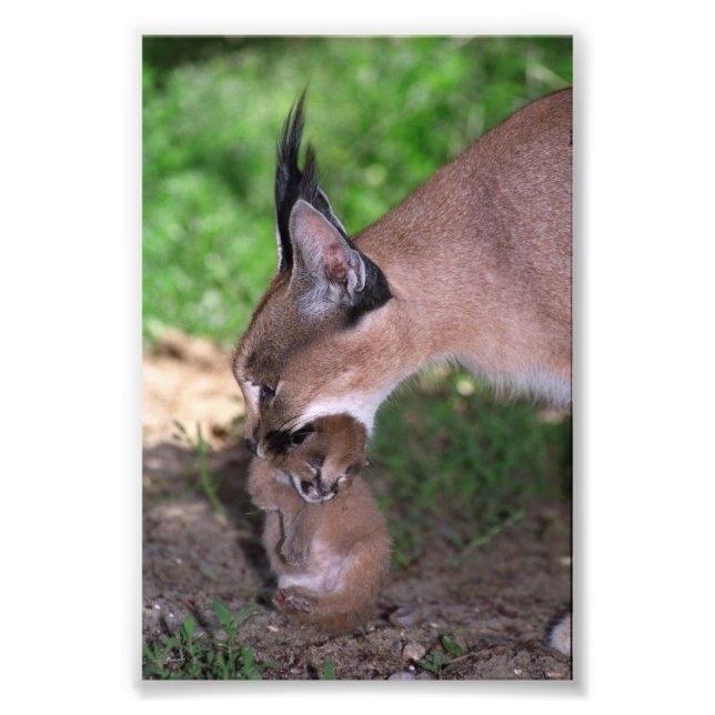 Foto Foto: caracal (Frente)