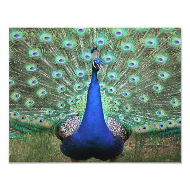 Foto Fotografía de alta definición de Peacock (Frente)