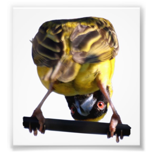 Foto Fotografía de Birdie Cute (Satin) (Frente)