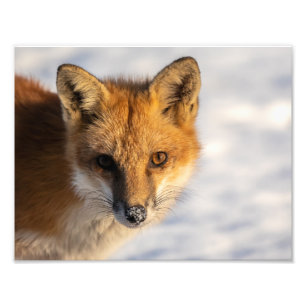 Foto Fotografía de Frosty Nose Fox