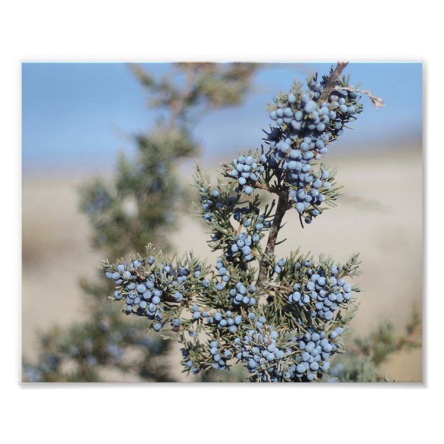 Foto Fotografía de Juniper Berry (Frente)