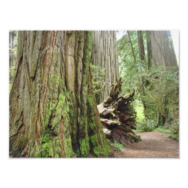 Foto Fotografía de la naturaleza Bosque de árboles secu (Frente)