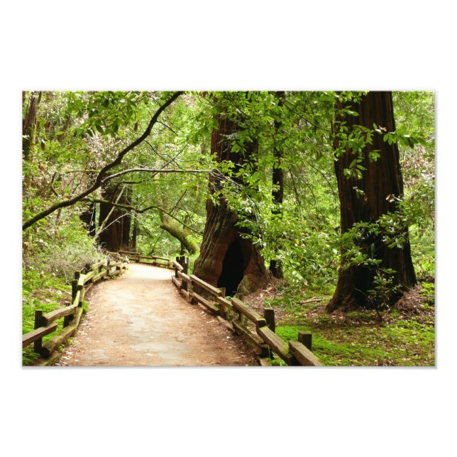 Foto Fotografía de la Naturaleza de Camino II de Muir W (Frente)