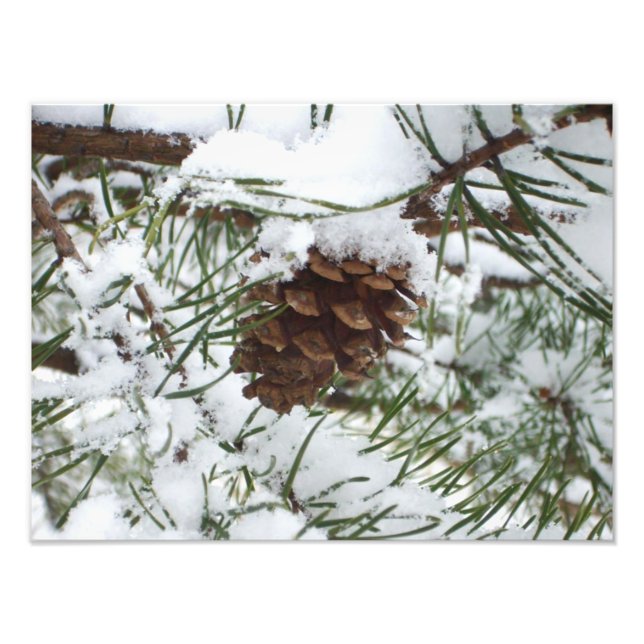 Foto Fotografía de la naturaleza de la nieve de Pine Co (Frente)