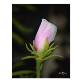 Foto Fotografía de Neil Jones - Nacimiento de un Rosa