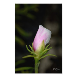 Foto Fotografía de Neil Jones - Nacimiento de un Rosa