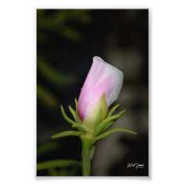 Foto Fotografía de Neil Jones - Nacimiento de un Rosa